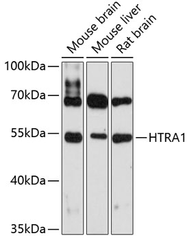Western blot - HTRA1 Polyclonal Antibody 