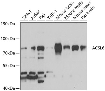 Western blot - ACSL6 Polyclonal Antibody 