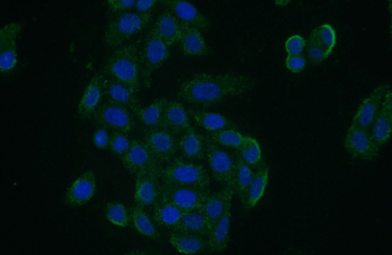 Immunofluorescent analysis of (-20oc Ethanol) fixed HepG2 cells using Catalog No:114007(PLP2 Antibody) at dilution of 1:50 and Alexa Fluor 488-congugated AffiniPure Goat Anti-Rabbit IgG(H+L)