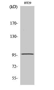 Fig1:; Western Blot analysis of various cells using DMGDH Polyclonal Antibody
