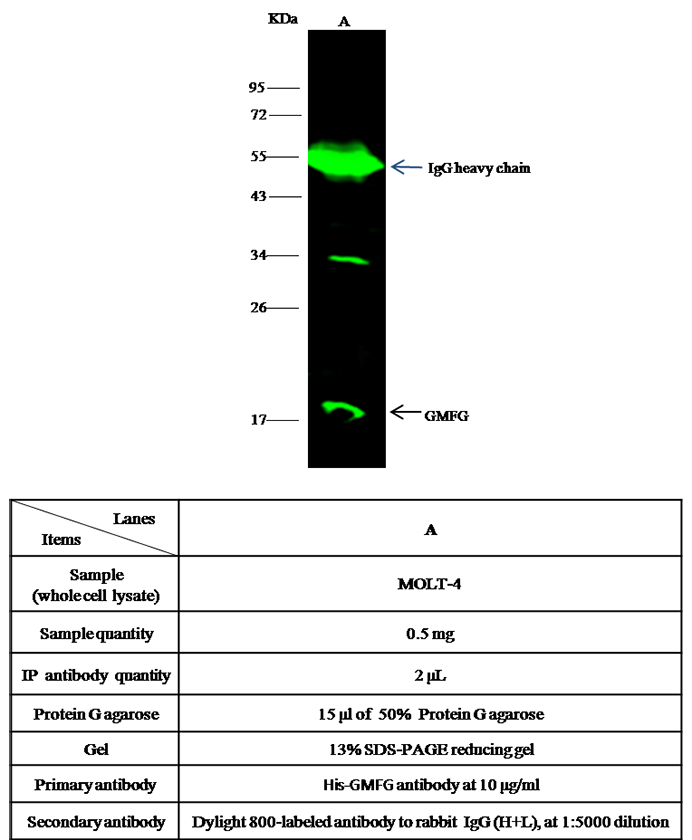 Human GMFG / glia maturation factor, gamma Immunoprecipitation(IP) 14731