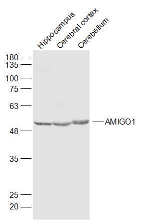 Fig1: Sample:; Hippocampus (Mouse) Lysate at 40 ug; Cerebral cortex (Mouse) Lysate at 40 ug; Cerebellum (Mouse) Lysate at 40 ug; Primary: Anti-AMIGO1 at 1/1000 dilution; Secondary: IRDye800CW Goat Anti-Rabbit IgG at 1/20000 dilution; Predicted band size: 52 kD; Observed band size: 52 kD