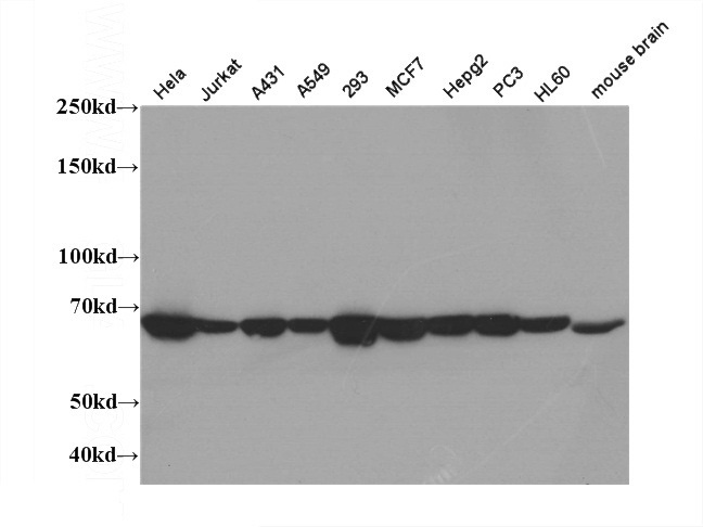 WB result of Catalog No:111568(HSPA1A antibody).