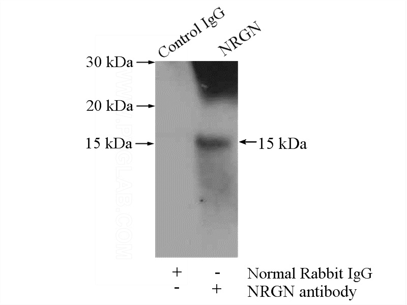 IP Result of anti-NRGN (IP:Catalog No:113128, 4ug; Detection:Catalog No:113128 1:1000) with mouse brain tissue lysate 2640ug.