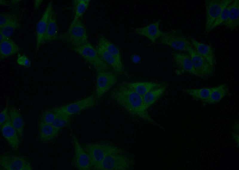 Immunofluorescent analysis of A375 cells using Catalog No:114335(PTTG1IP Antibody) at dilution of 1:25 and Alexa Fluor 488-congugated AffiniPure Goat Anti-Rabbit IgG(H+L)
