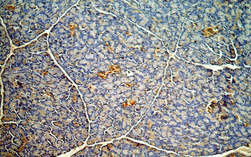 Immunohistochemical of paraffin-embedded human pancreas using Catalog No:110246(ENC1 antibody) at dilution of 1:50 (under 10x lens)