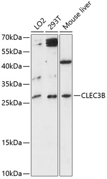 Western blot - CLEC3B Polyclonal Antibody 