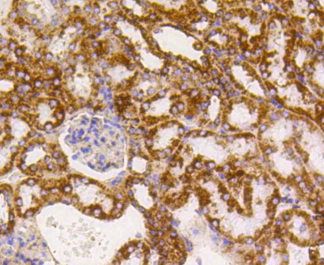 Immunohistochemistry - TSPO Monoclonal Antibody 