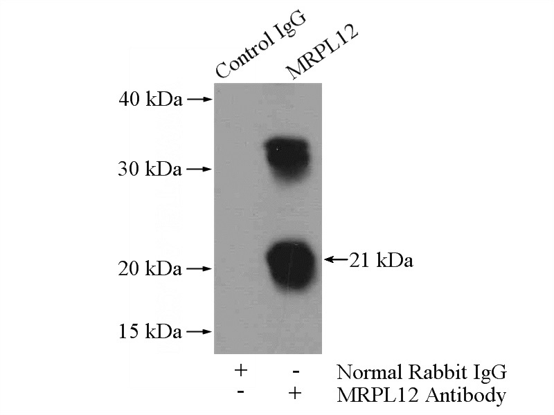 IP Result of anti-MRPL12 (IP:Catalog No:112811, 4ug; Detection:Catalog No:112811 1:500) with HeLa cells lysate 2000ug.