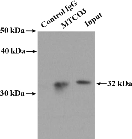 IP Result of anti-COX3 (IP:Catalog No:112768, 4ug; Detection:Catalog No:112768 1:300) with mouse heart tissue lysate 4000ug.