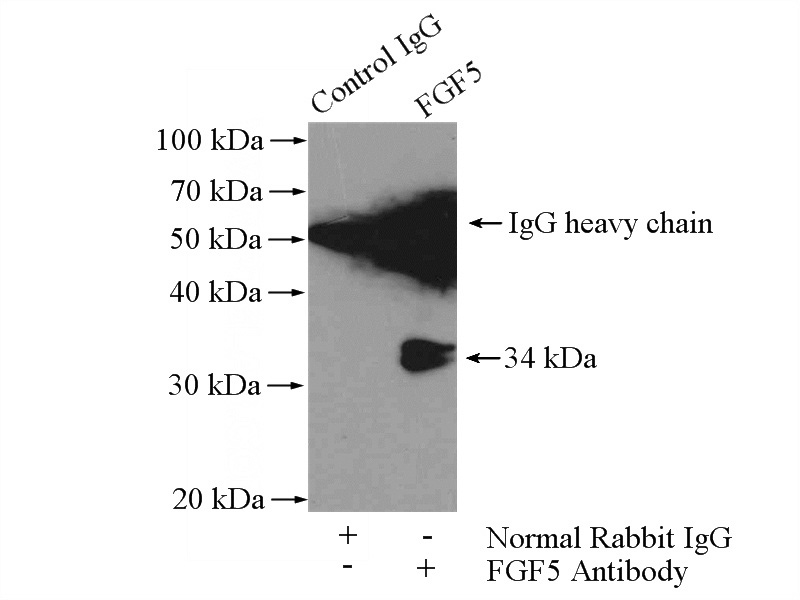 IP Result of anti-FGF5 (IP:Catalog No:110635, 4ug; Detection:Catalog No:110635 1:500) with A375 cells lysate 3200ug.