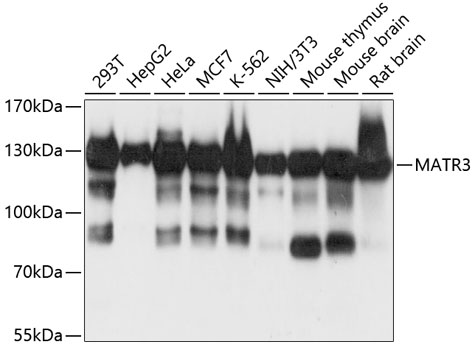 Western blot - MATR3 Polyclonal Antibody 