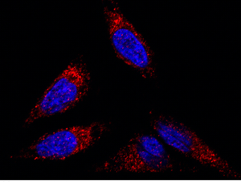 FLOT2 Antibody, Rabbit PAb, Antigen Affinity Purified, Immunofluorescence