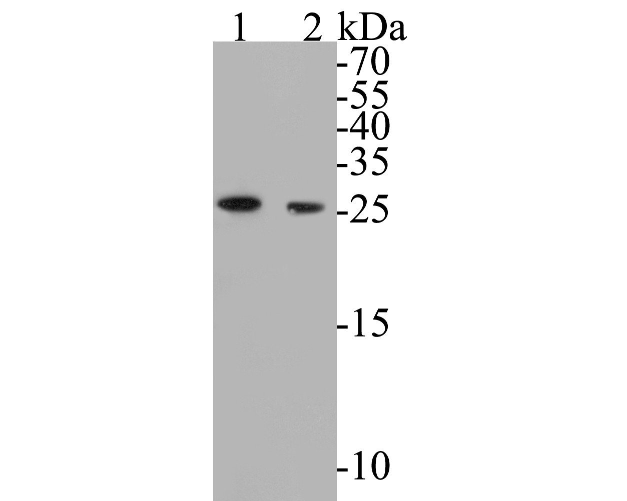Fig1: Western blot analysis of BCL2L12 on different lysates. Proteins were transferred to a PVDF membrane and blocked with 5% BSA in PBS for 1 hour at room temperature. The primary antibody ( 1/500) was used in 5% BSA at room temperature for 2 hours. Goat Anti-Rabbit IgG - HRP Secondary Antibody (HA1001) at 1:5,000 dilution was used for 1 hour at room temperature.; Positive control:; Lane 1: MCF-7 cell lysates; Lane 2: PC-3M cell lysates