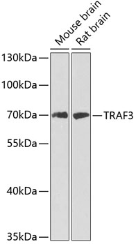 Western blot - TRAF3 Polyclonal Antibody 