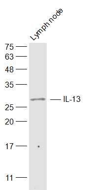 Fig1: Sample:; Lymph node (Mouse) Lysate at 40 ug; Primary: Anti-IL-13 at 1/500 dilution; Secondary: IRDye800CW Goat Anti-Rabbit IgG at 1/20000 dilution; Predicted band size: 12 kD; Observed band size: 32 kD