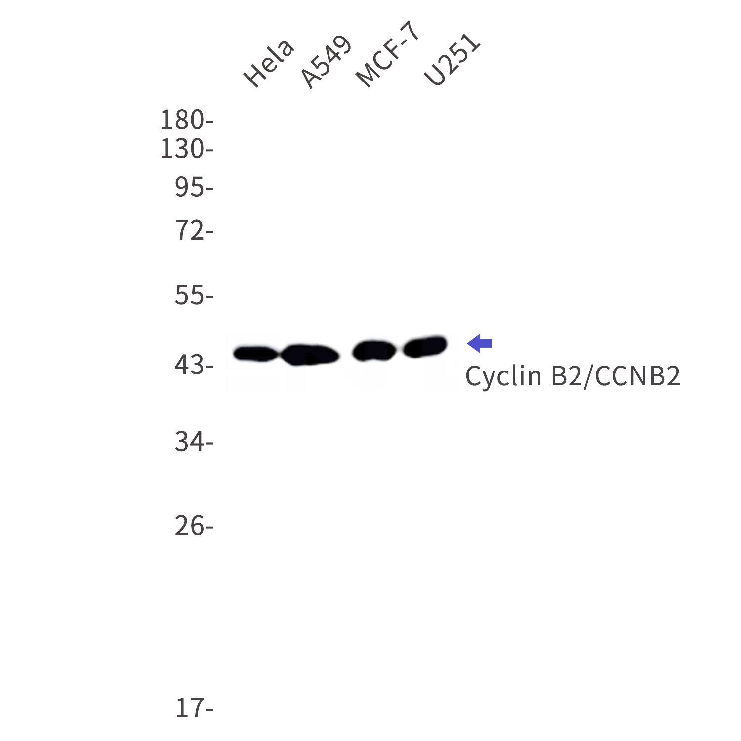 Western blot detection of Cyclin B2/CCNB2 in Hela,A549,MCF-7,U251 cell lysates using Cyclin B2/CCNB2 Rabbit mAb(1:1000 diluted).Predicted band size:45kDa.Observed band size:45kDa.