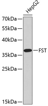Western blot - FST Polyclonal Antibody 