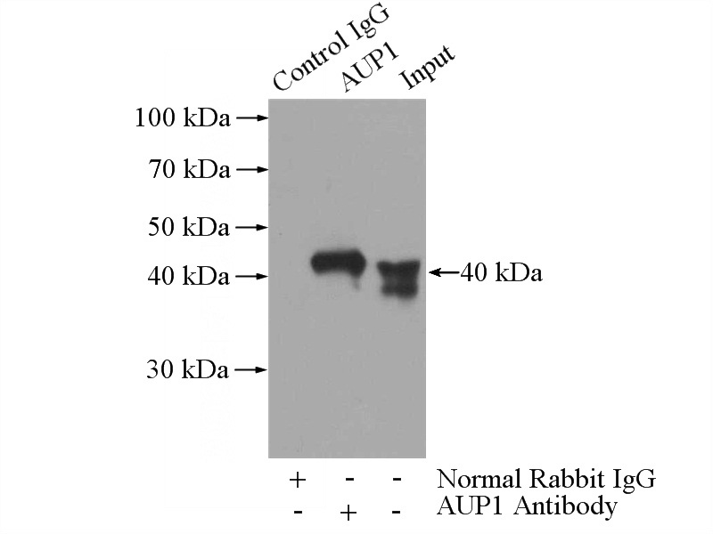 IP Result of anti-AUP1 (IP:Catalog No:117072, 3ug; Detection:Catalog No:117072 1:500) with HEK-293 cells lysate 880ug.