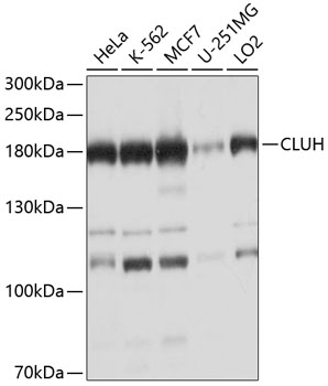 Western blot - CLUH Polyclonal Antibody 