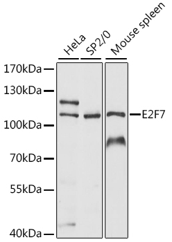 Western blot - E2F7 Polyclonal Antibody 