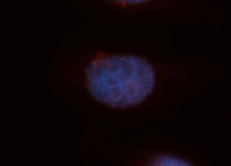 Immunofluorescent analysis of MCF-7 cells, using HDGFRP3 antibody Catalog No:111387 at 1:50 dilution and Rhodamine-labeled goat anti-rabbit IgG (red). Blue pseudocolor = DAPI (fluorescent DNA dye).