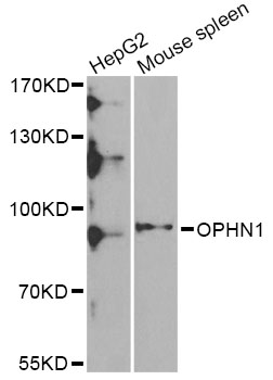 Western blot - OPHN1 Polyclonal Antibody 