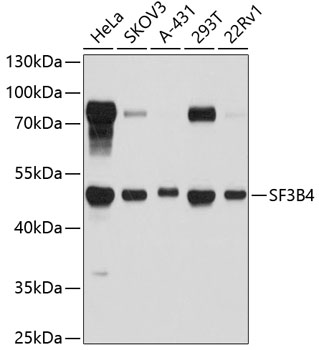 Western blot - SF3B4 Polyclonal Antibody 