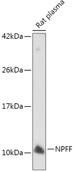 Western blot - NPFF Polyclonal Antibody 