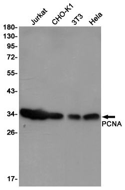 Western blot detection of PCNA in Jurkat,CHO-K1,3T3,Hela cell lysates using PCNA (9C9) Mouse mAb(1:1000 diluted).Predicted band size:29KDa.Observed band size:34KDa.