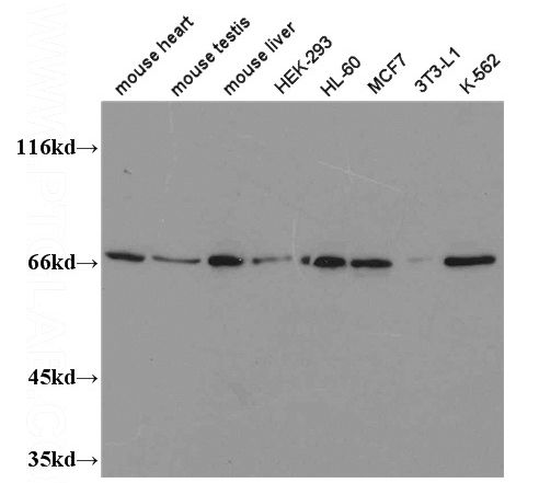 WB result of Catalog No:114082 (PPARG Antibody) with various lysates.
