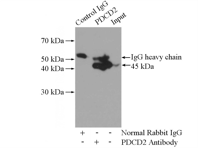 IP Result of anti-PDCD2 (IP:Catalog No:113763, 4ug; Detection:Catalog No:113763 1:500) with HeLa cells lysate 2800ug.