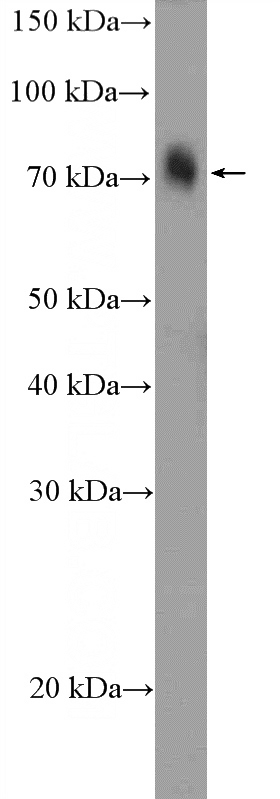 NIH/3T3 cells were subjected to SDS PAGE followed by western blot with Catalog No:113515(OTUD5 Antibody) at dilution of 1:1000