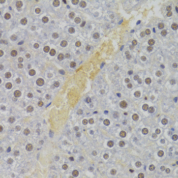 Immunohistochemistry - NASP Polyclonal Antibody 