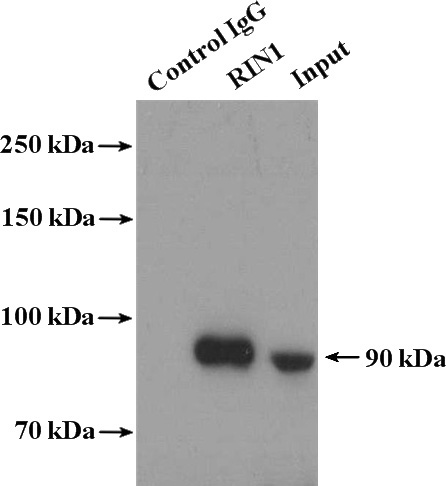 IP Result of anti-RIN1 (IP:Catalog No:114708, 4ug; Detection:Catalog No:114708 1:500) with HeLa cells lysate 3400ug.