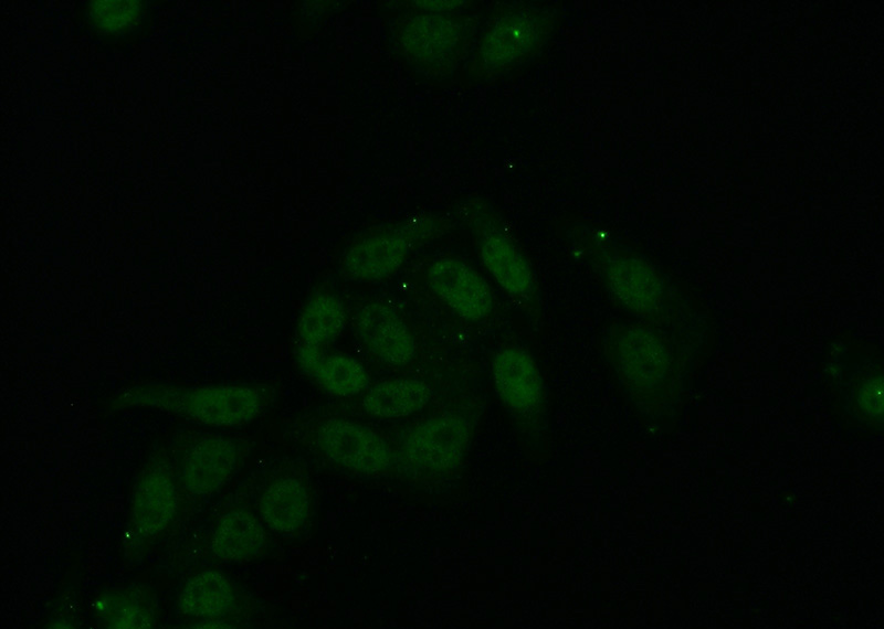 Immunofluorescent analysis of (10% Formaldehyde) fixed HepG2 cells using Catalog No:114898(RPL6 Antibody) at dilution of 1:50 and Alexa Fluor 488-congugated AffiniPure Goat Anti-Rabbit IgG(H+L)