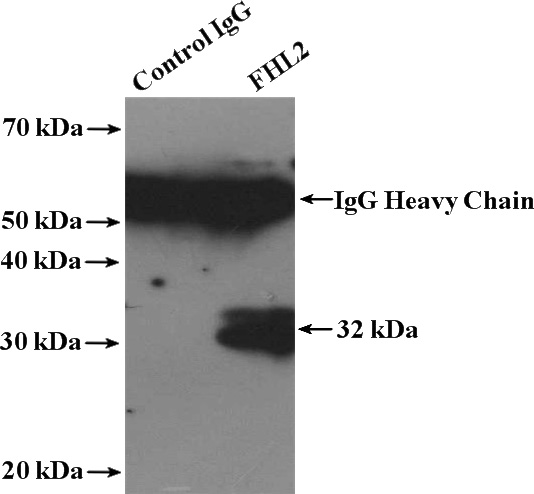 IP Result of anti-FHL2 (IP:Catalog No:110650, 4ug; Detection:Catalog No:110650 1:1000) with mouse skeletal muscle tissue lysate 2200ug.