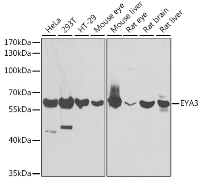 Western blot - EYA3 Polyclonal Antibody 