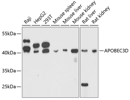 Western blot - APOBEC3D Polyclonal Antibody 