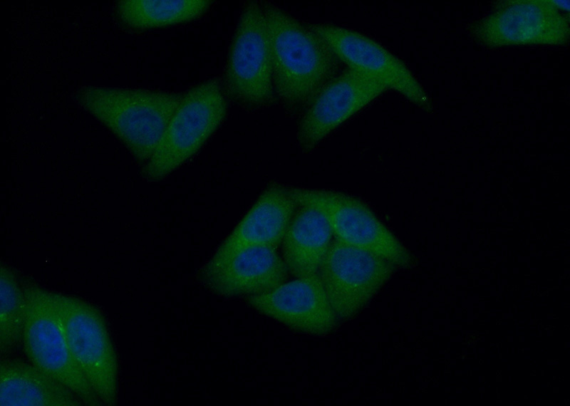 Immunofluorescent analysis of (10% Formaldehyde) fixed HepG2 cells using Catalog No:110868(GART Antibody) at dilution of 1:50 and Alexa Fluor 488-congugated AffiniPure Goat Anti-Rabbit IgG(H+L)