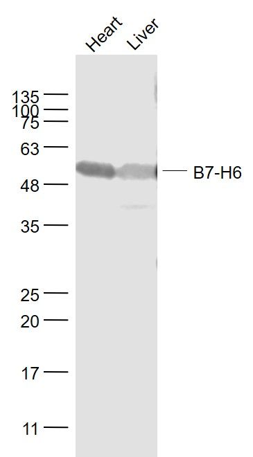 Fig3: Sample:; Heart (Mouse) Lysate at 40 ug; Liver (Mouse) Lysate at 40 ug; Primary: Anti- B7-H6 at 1/1000 dilution; Secondary: IRDye800CW Goat Anti-Rabbit IgG at 1/20000 dilution; Predicted band size: 48 kD; Observed band size: 50 kD
