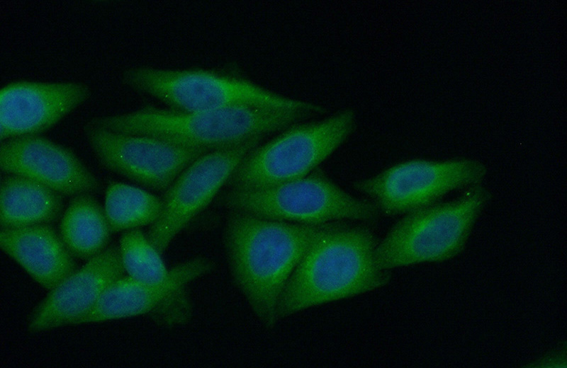 Immunofluorescent analysis of (10% Formaldehyde) fixed HepG2 cells using Catalog No:109533(CPVL Antibody) at dilution of 1:50 and Alexa Fluor 488-congugated AffiniPure Goat Anti-Rabbit IgG(H+L)