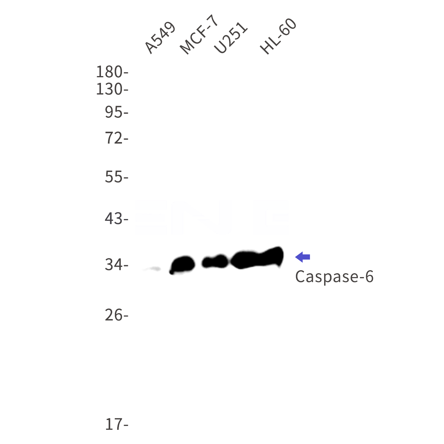 Western blot detection of Caspase-6 in A549,MCF-7,U251,HL-60 cell lysates using Caspase-6 Rabbit mAb(1:1000 diluted).Predicted band size:33kDa.Observed band size:33kDa,11kDa(cleavage).