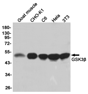 Western blot detection of GSK3β in Goat muscle,CHO-K1,C6,Hela,3T3 cell lysates using GSK3β (9B1) Mouse mAb(1:1000 diluted).Predicted band size:46KDa.Observed band size:46KDa.