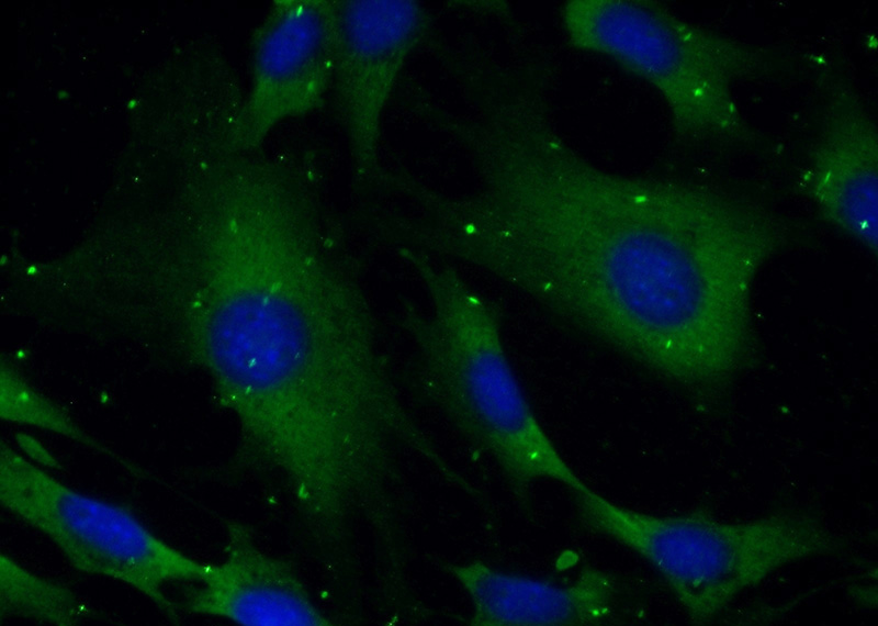 Immunofluorescent analysis of (-20oc Ethanol) fixed NIH/3T3 cells using Catalog No:115784(SYNJ1 Antibody) at dilution of 1:50 and Alexa Fluor 488-congugated AffiniPure Goat Anti-Rabbit IgG(H+L)