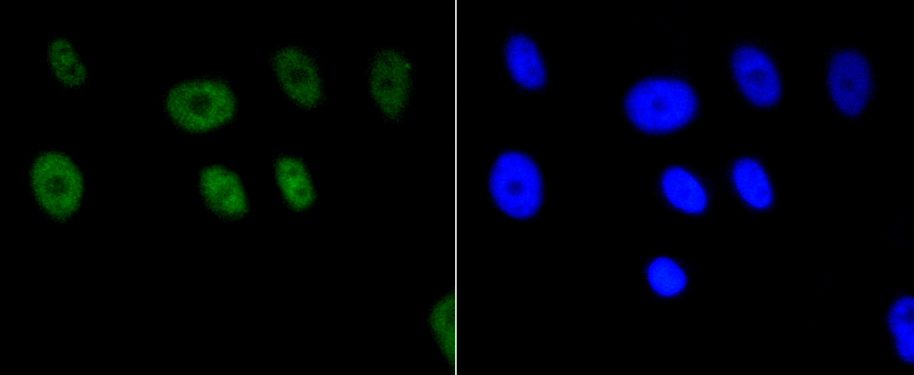 Immunofluorescence - Acetyl-Histone H2A-K9 mAb 