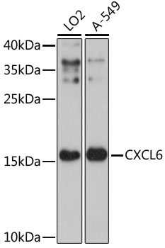 CXCL6 Polyclonal Antibody