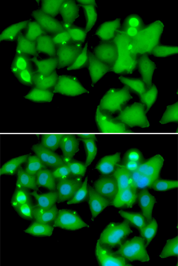 Immunofluorescence - UBASH3B Polyclonal Antibody 