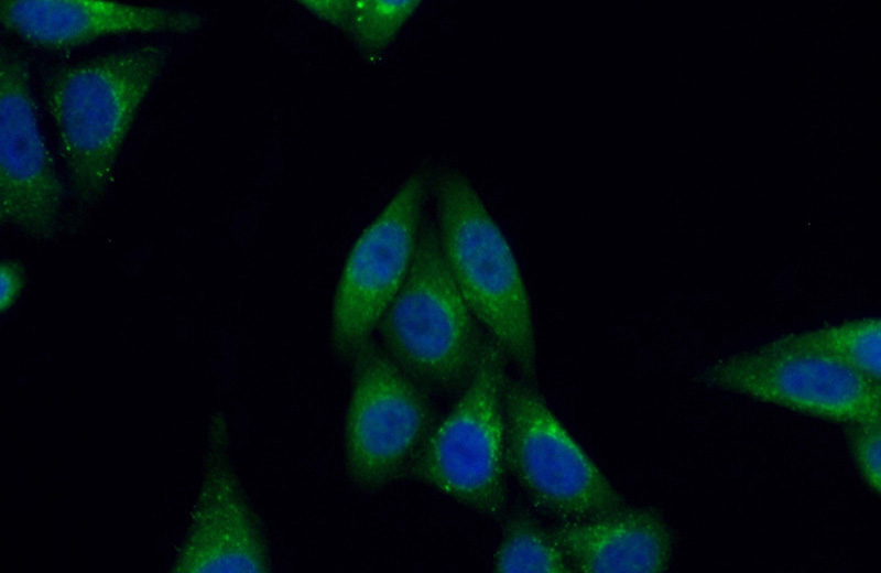 Immunofluorescent analysis of (10% Formaldehyde) fixed HepG2 cells using Catalog No:109855(DAD1 Antibody) at dilution of 1:50 and Alexa Fluor 488-congugated AffiniPure Goat Anti-Rabbit IgG(H+L)