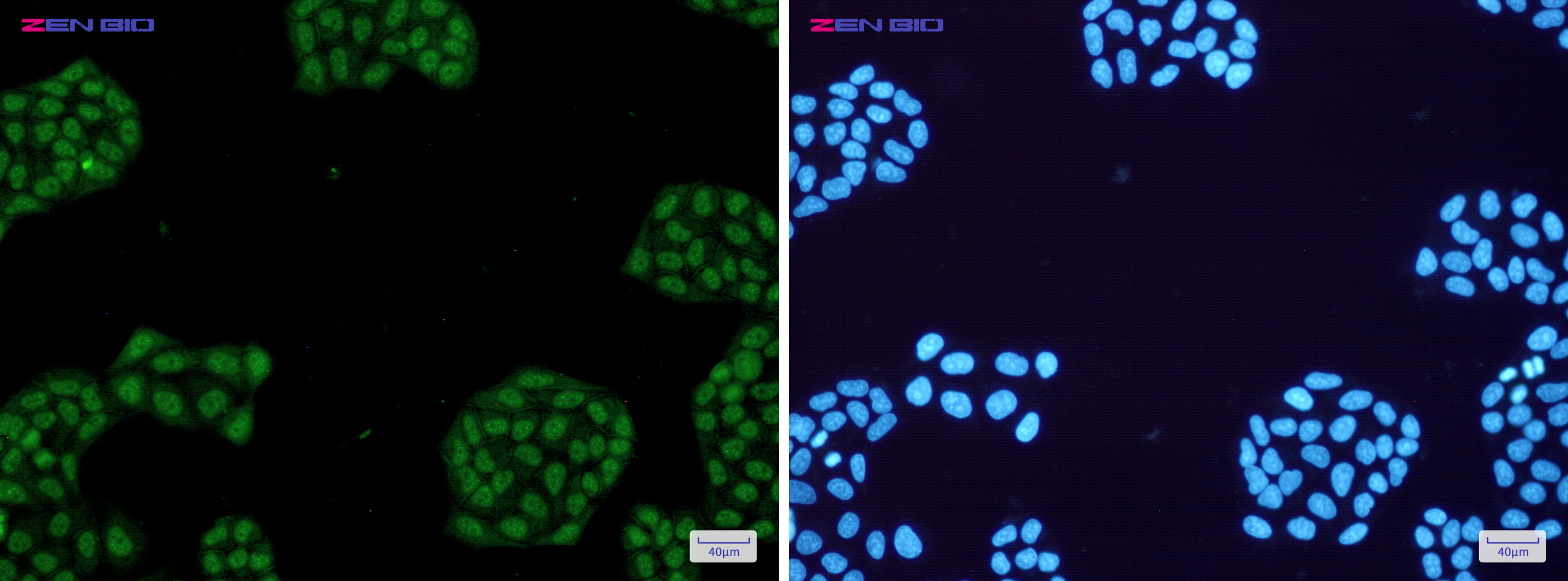 Immunocytochemistry of NR1D1(green) in Hela cells using NR1D1 Rabbit mAb at dilution 1/50, and DAPI(blue)